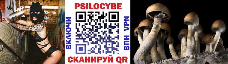 сколько стоит Кочубеевское Псилоцибиновые грибы Psilocybe